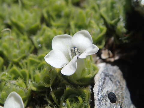 Imagem de Veronica ciliolata subsp. ciliolata