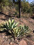 Image of Agave durangensis Gentry