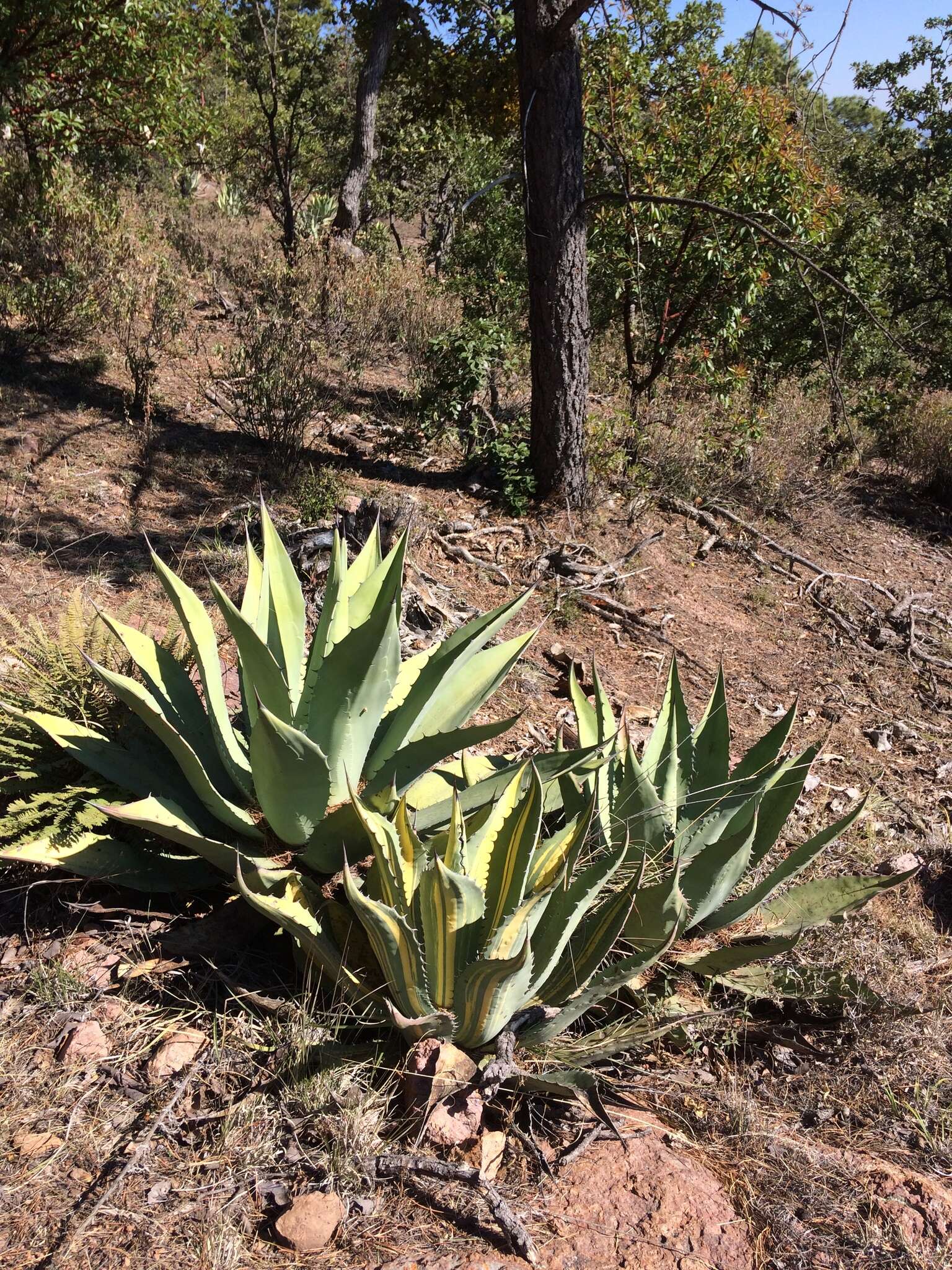 Image of Agave durangensis Gentry