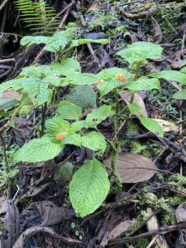 Imagem de Besleria riparia C. V. Morton