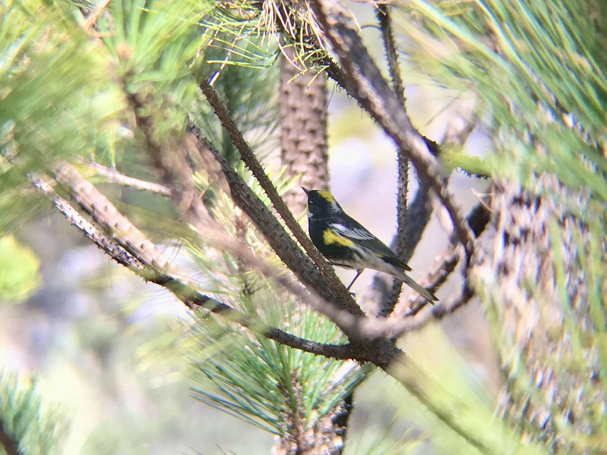 Image of Setophaga coronata goldmani