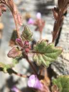 Image de Phacelia mustelina Coville