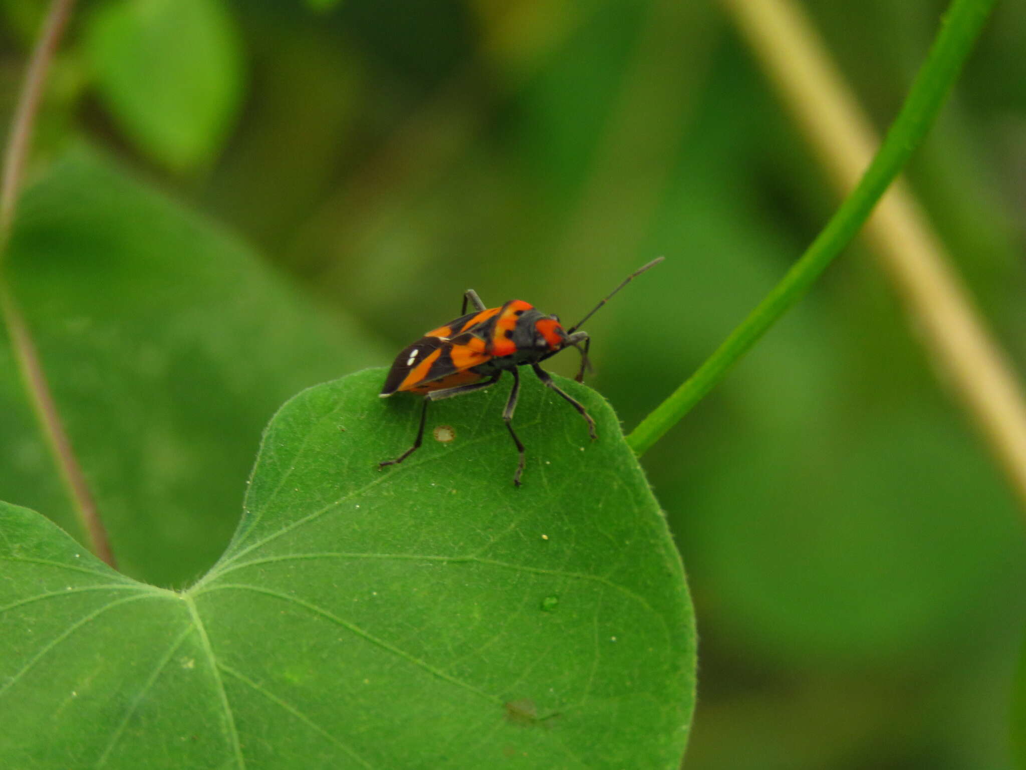 Image of Lygaeus analis Dallas & W. S. 1852