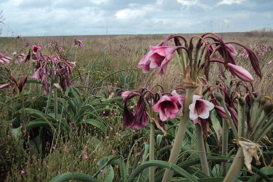 Imagem de Crinum bulbispermum (Burm. fil.) Milne-Redh. & Schweick.