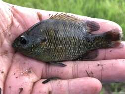 Image of Bantam Sunfish