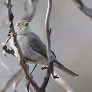 Pachycephala rufogularis Gould 1841 resmi