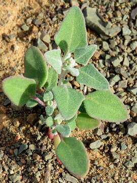 Plancia ëd Chenopodium phillipsianum Aell.