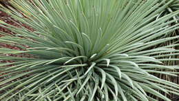 Image of Hedgehog Agave