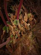 Imagem de Haemanthus humilis subsp. hirsutus (Baker) Snijman