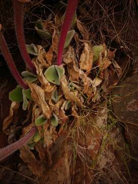 Image of Haemanthus humilis subsp. hirsutus (Baker) Snijman