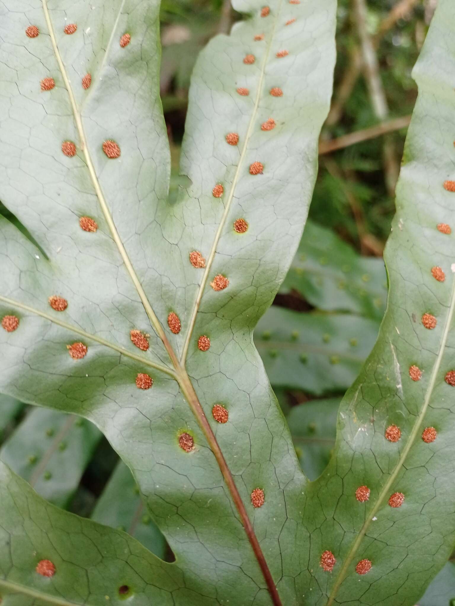 Phymatosorus membranifolius (R. Br.) S. G. Lu的圖片