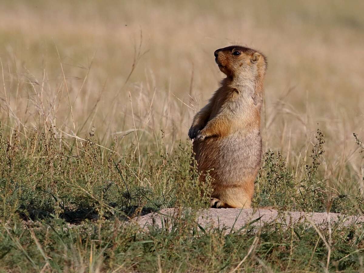 Imagem de Marmota sibirica (Radde 1862)