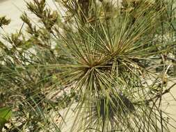 Sivun Spinifex littoreus (Burm. fil.) Merr. kuva