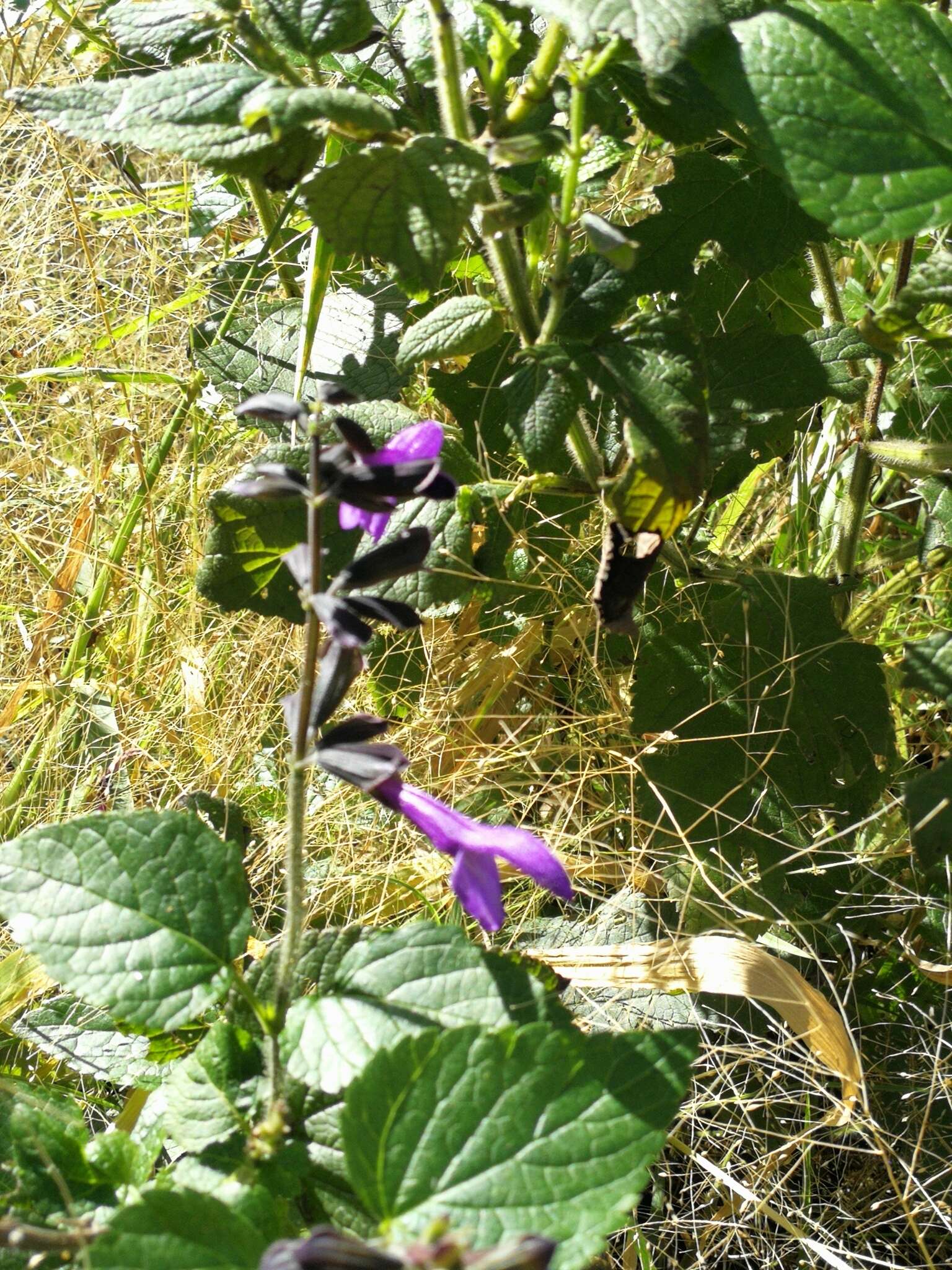 Image of Salvia coerulea Benth.