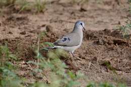 Image of Black-billed Dove