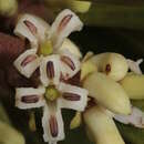 Image of Garnieria spathulifolia (Brongn. & Gris) Brongn. & Gris