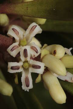 Image of Garnieria spathulifolia (Brongn. & Gris) Brongn. & Gris