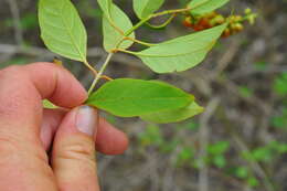 صورة Citharexylum spinosum L.