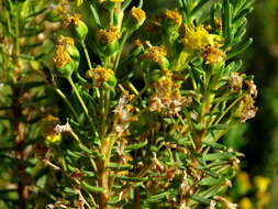 Image of Euryops nodosus B. Nordenst.