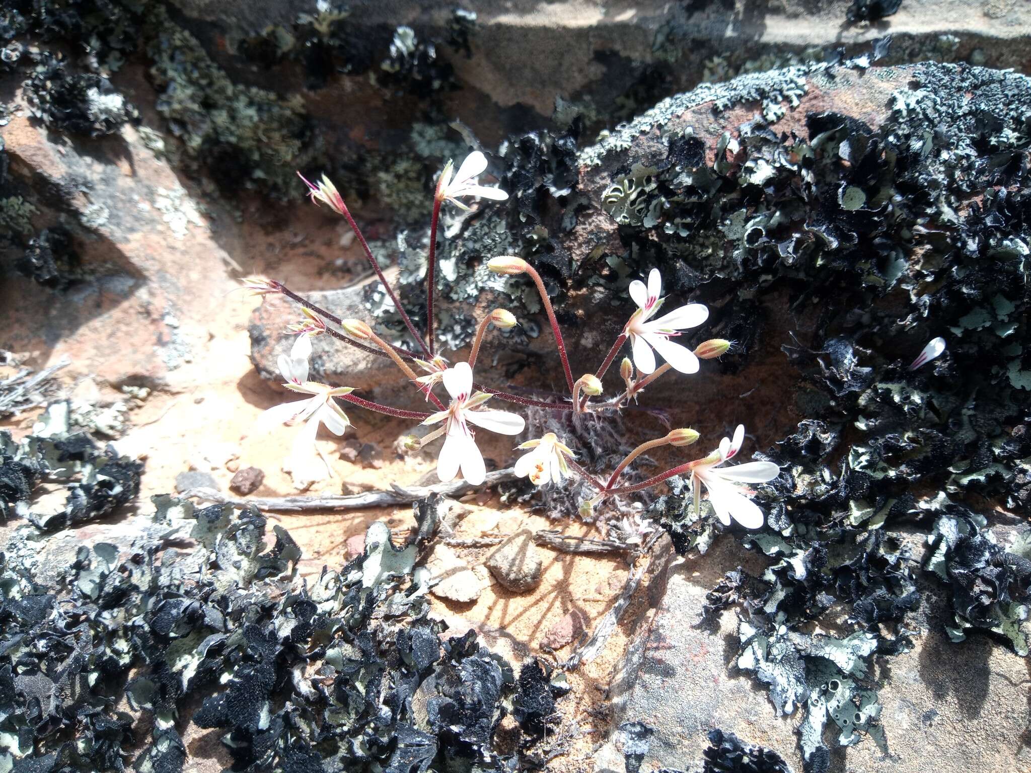 Image of Pelargonium torulosum E. M. Marais