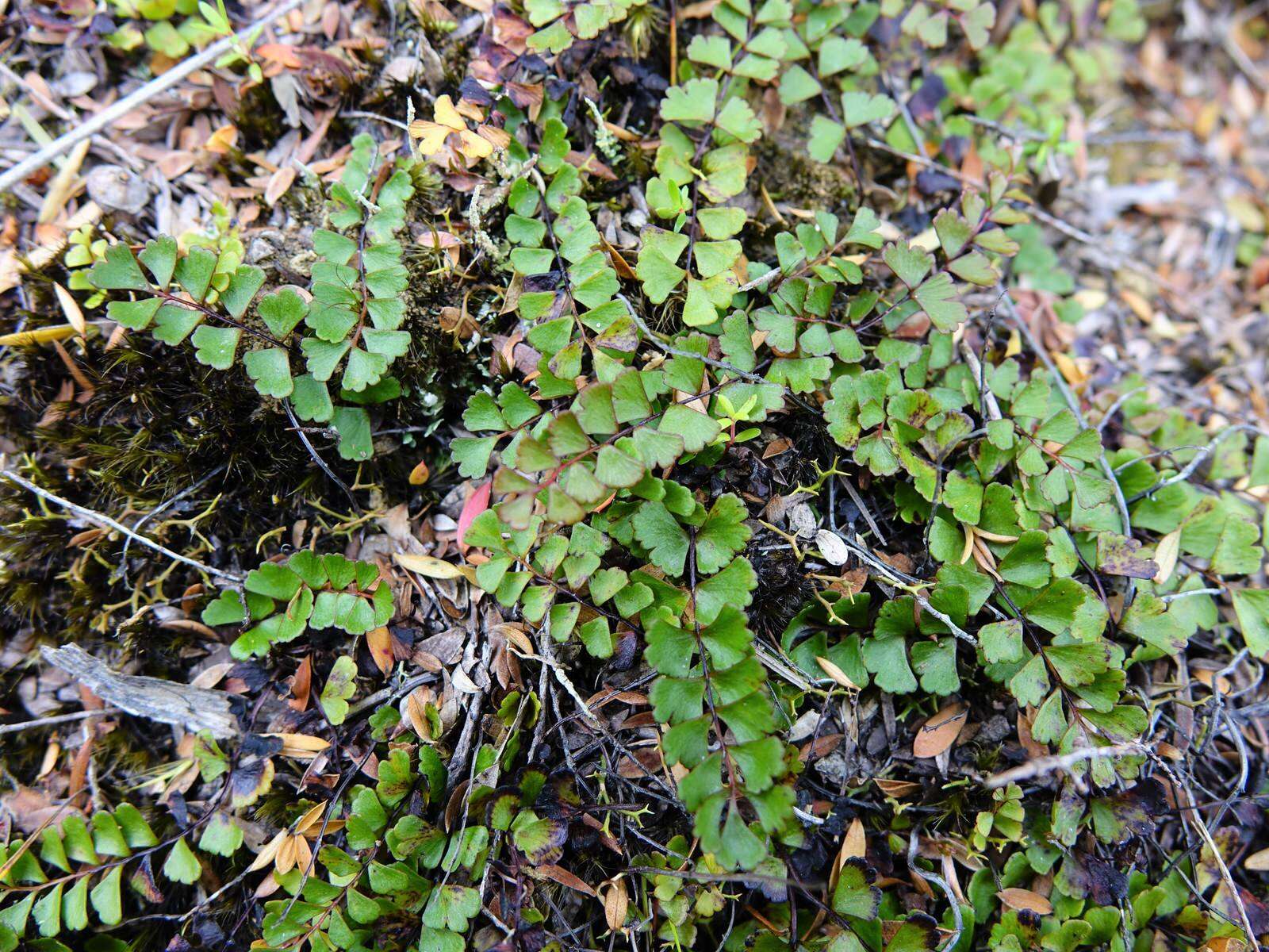 Image of Lindsaea linearis Sw.