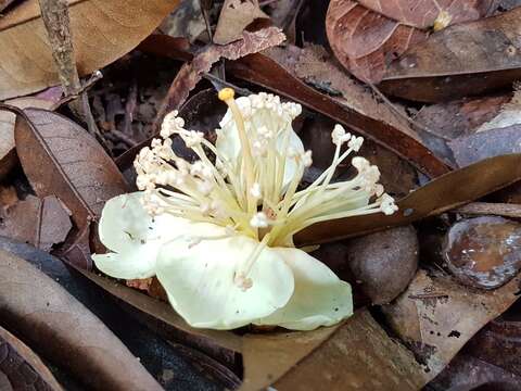 Image of durian