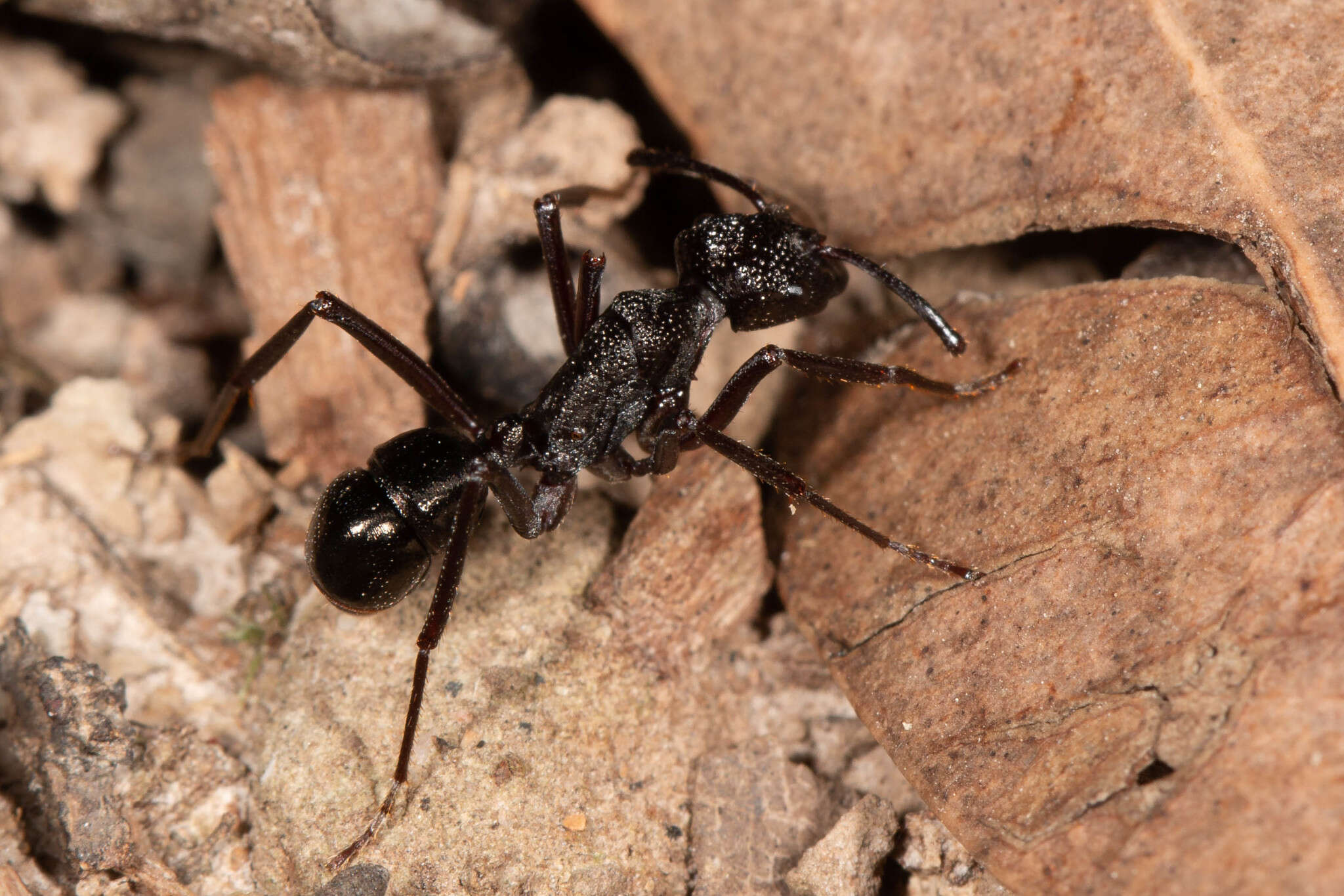 Image of Rhytidoponera nodifera (Emery 1895)