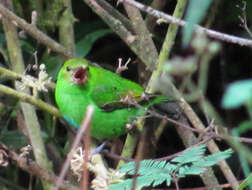 Image of Rufous-winged Tanager