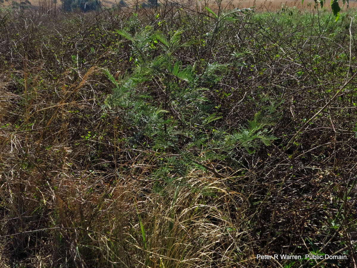 Rubus cuneifolius Pursh resmi