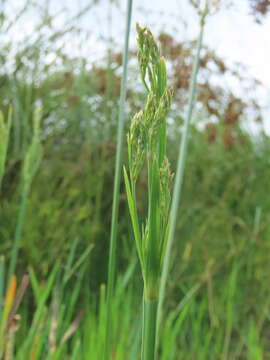 Image de Fimbristylis complanata (Retz.) Link