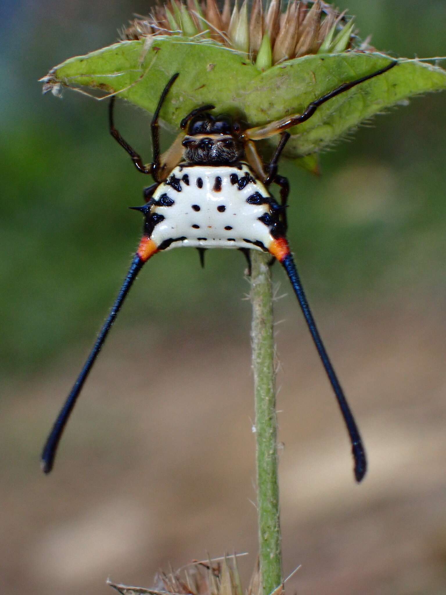 Image of Gasteracantha sanguinea Dahl 1914