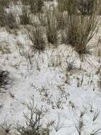 Image of Fish Slough milkvetch