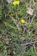 صورة Ranunculus pedatus Waldst. & Kit.