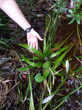 صورة Eriocaulon decangulare f. latifolium (Chapm. ex Moldenke) Moldenke