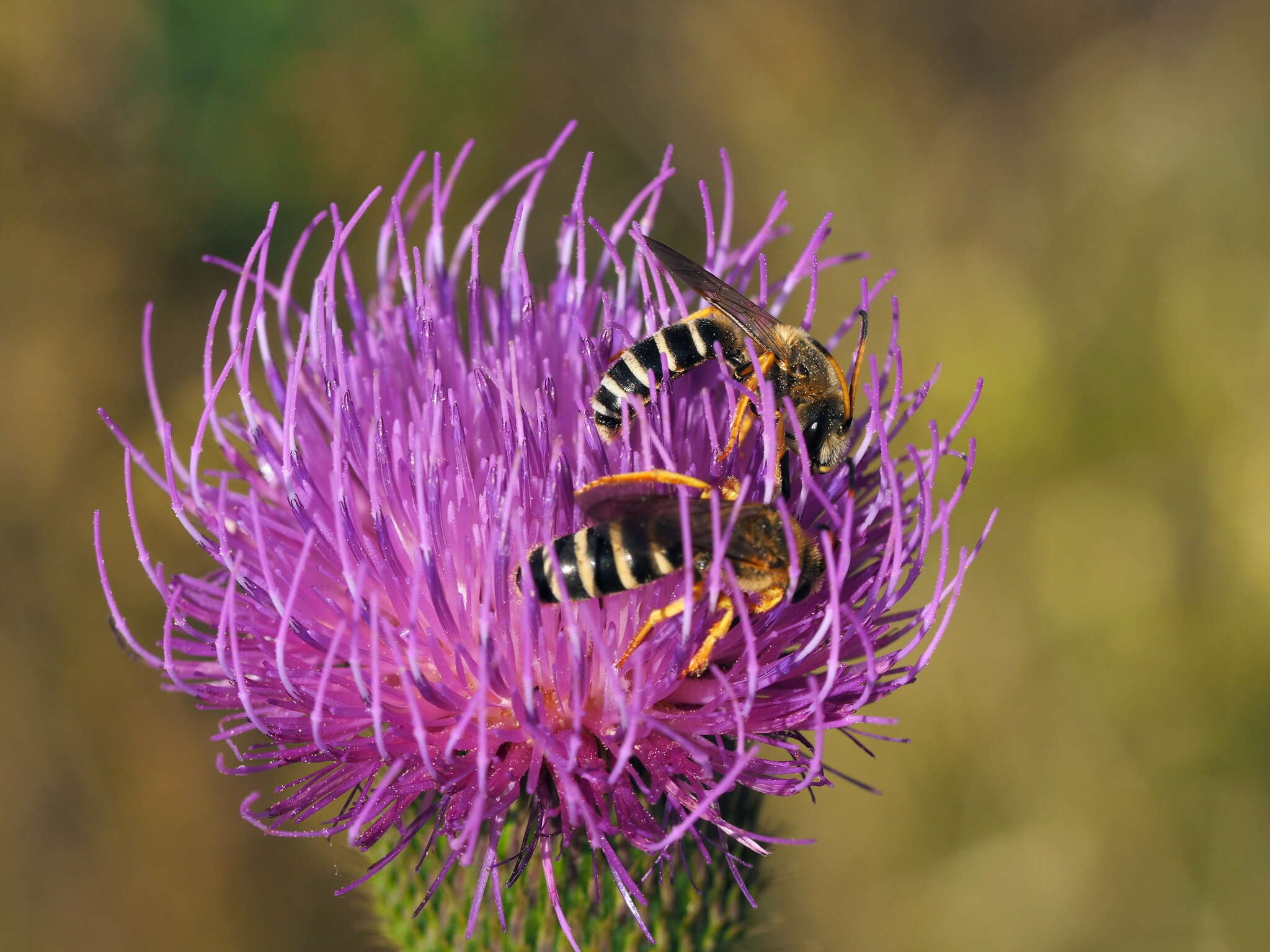 Halictus sexcinctus (Fabricius 1775)的圖片