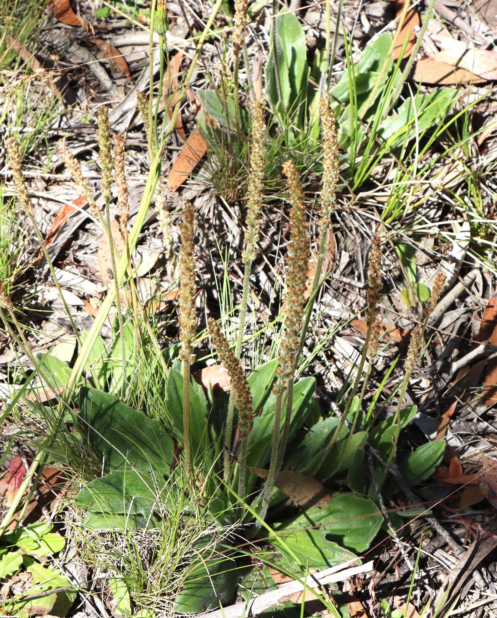 Image of Plantago euryphylla B. G. Briggs. Carolin & Pulley