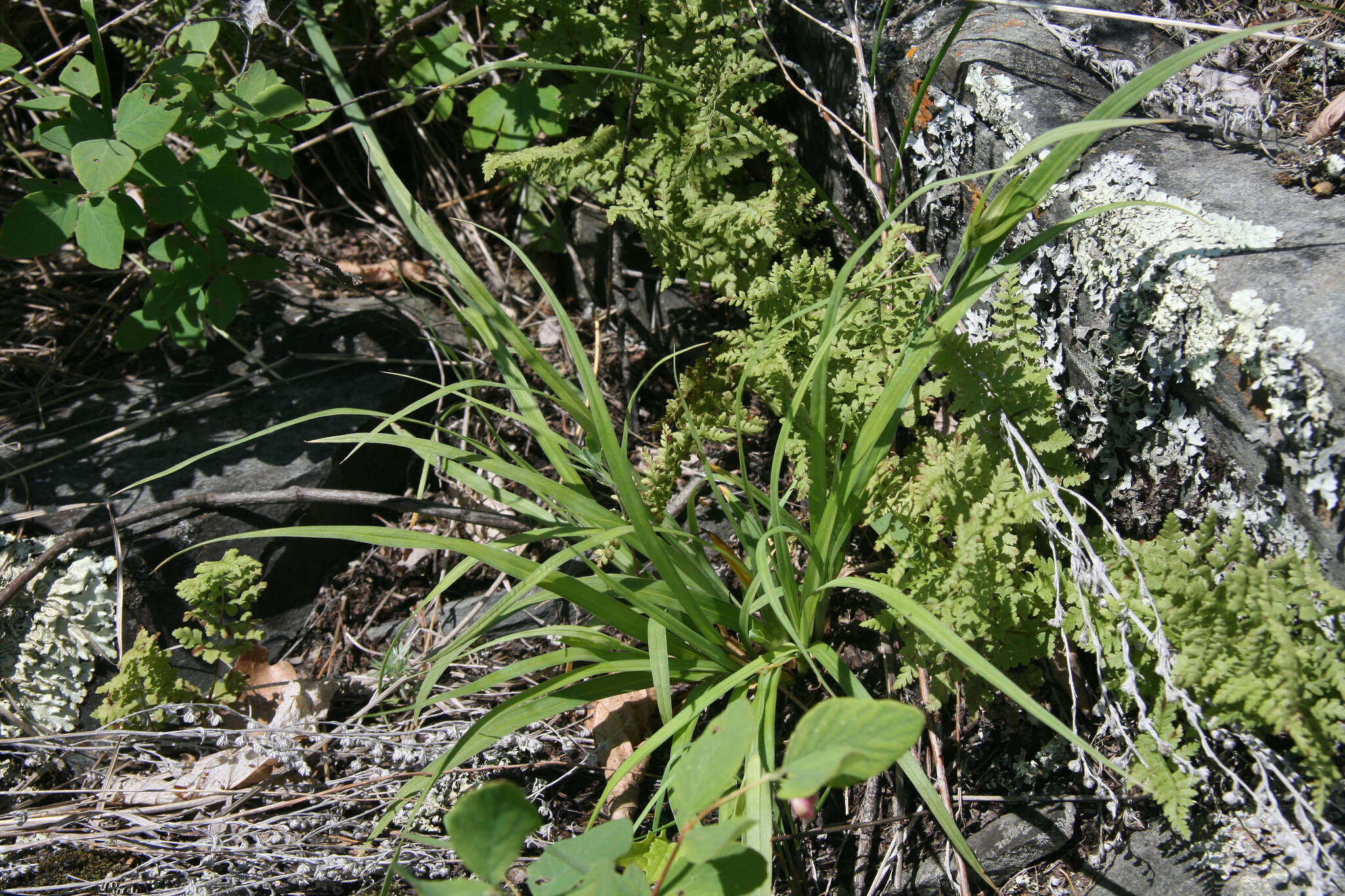 Image of Rocky Mountain sedge