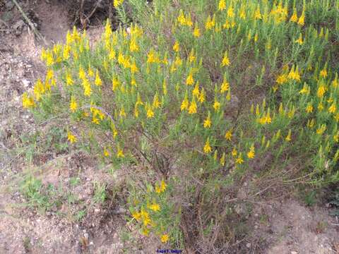 صورة Genista hirsuta subsp. hirsuta