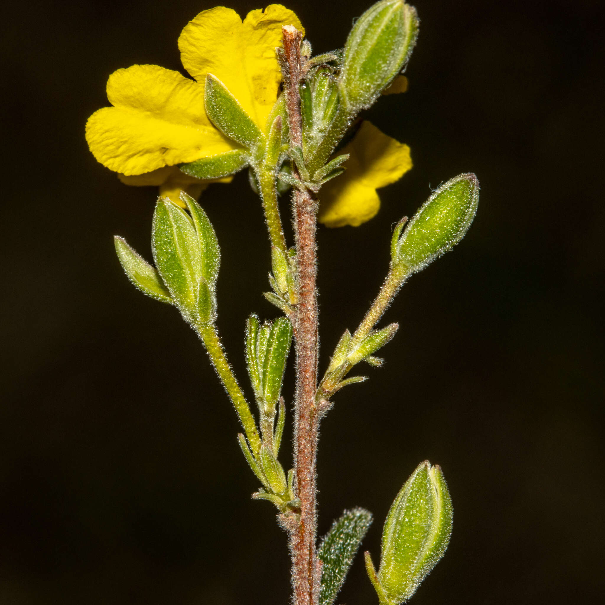 Plancia ëd Hibbertia australis N. A. Wakefield