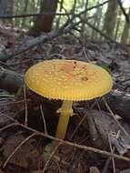 Image of Frost's amanita