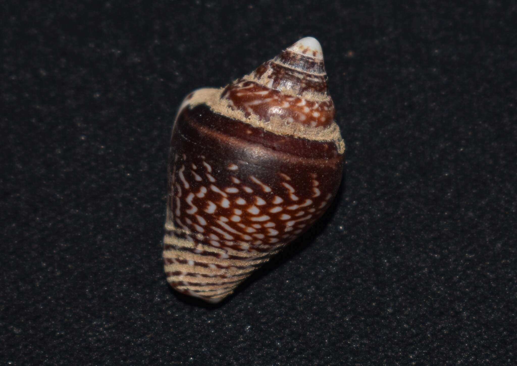 Image of stromboid dove shell