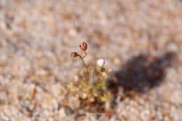 صورة Drosera nitidula subsp. omissa (Diels) N. Marchant & Lowrie