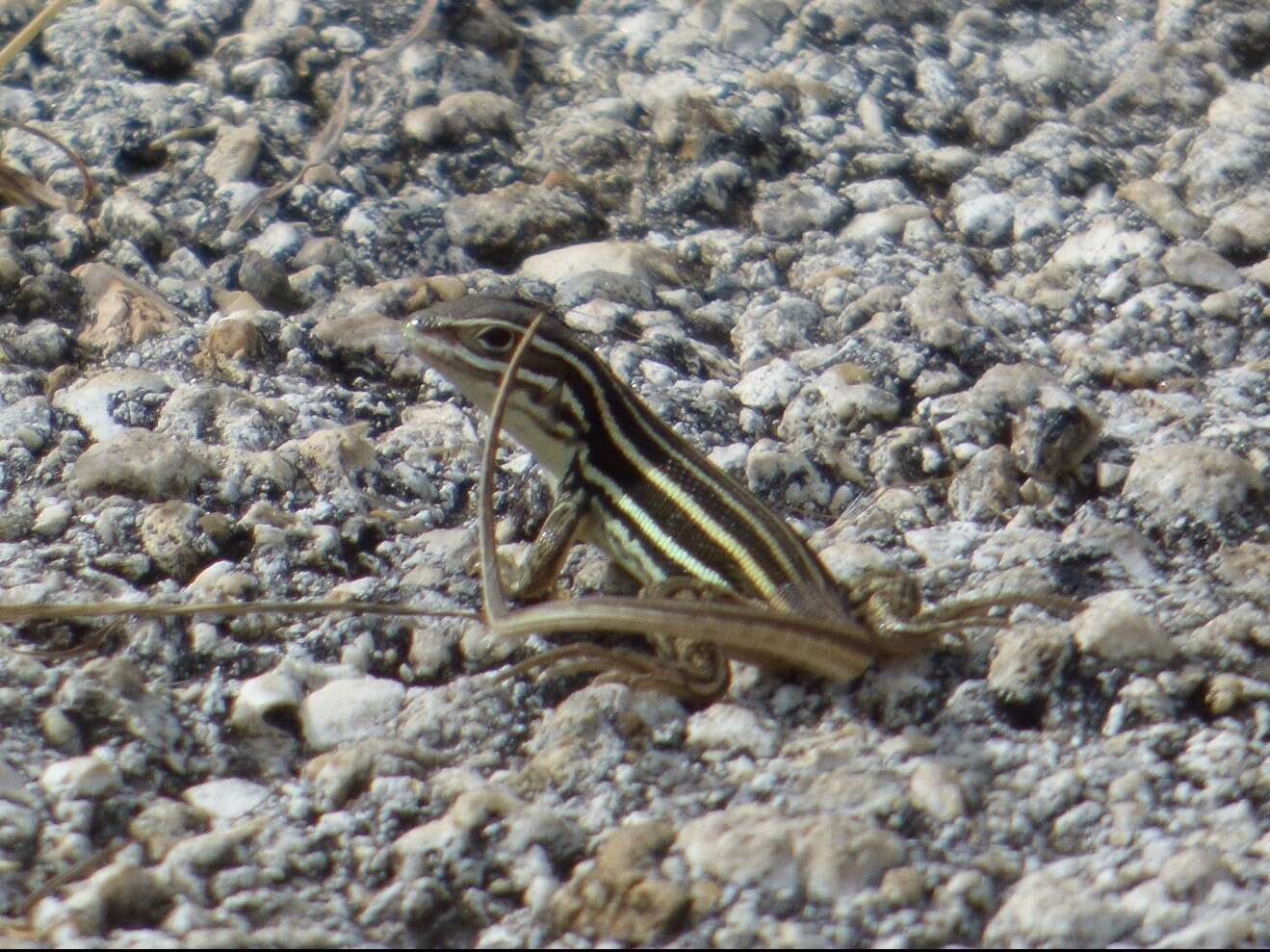 Image of Sierra Curlytail Lizard