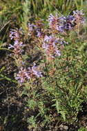 Image of Dracocephalum integrifolium Bunge