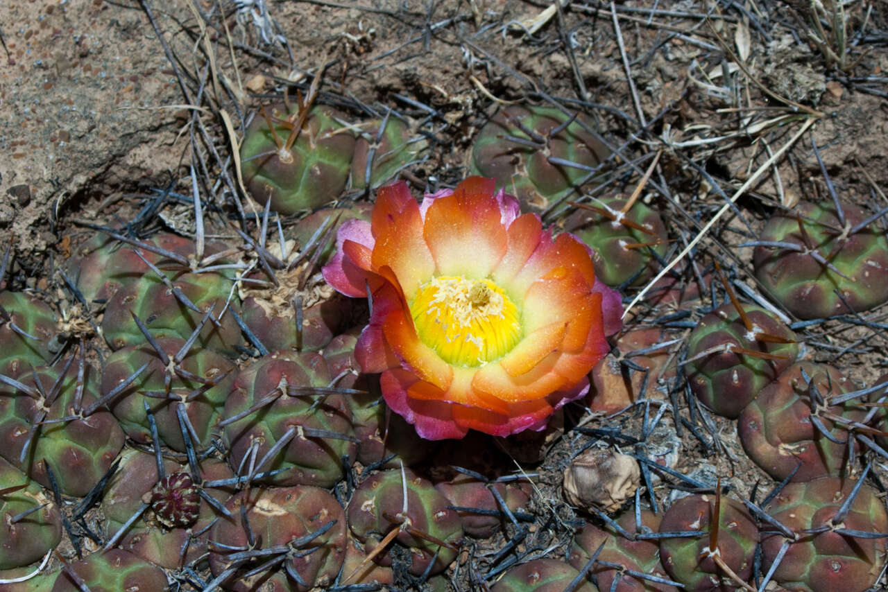 Image of Cumulopuntia rossiana (Heinrich & Backeb.) F. Ritter