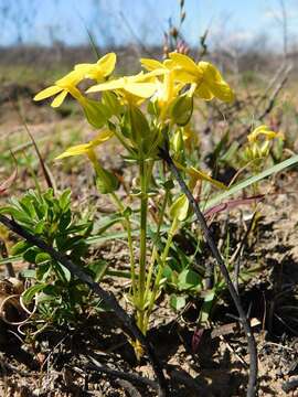 Image de Sebaea exacoides (L.) Schinz