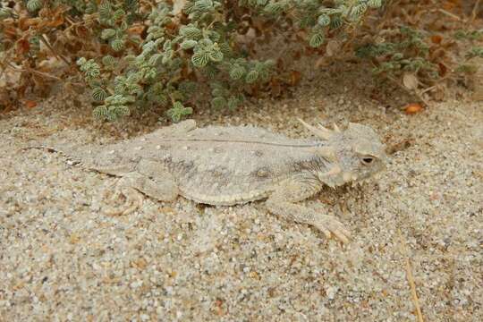 Imagem de Phrynosoma mcallii (Hallowell 1852)