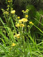 Imagem de Inula linariifolia Turcz.