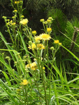 Image of Inula linariifolia Turcz.