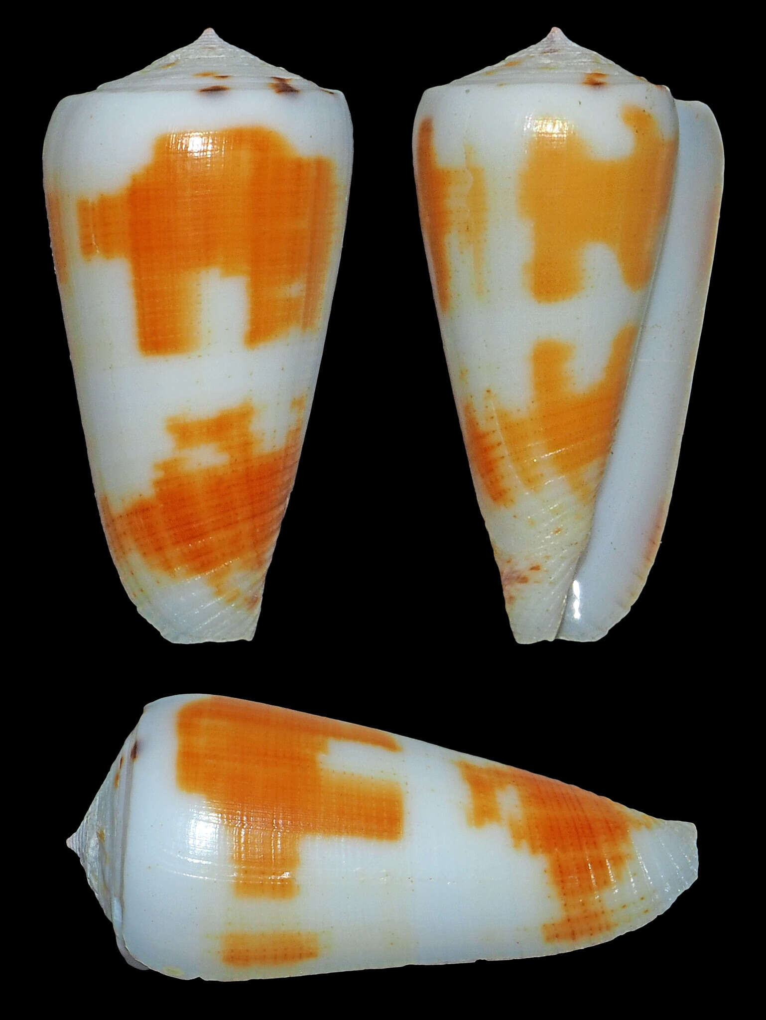 Image of Conus magus Linnaeus 1758